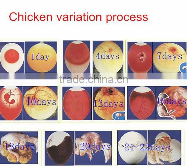 HHD Edward Newest CE 12+220V 48 Eggs Chicken Incubator For Sale/Incubator For 48 Eggs/Chicken Egg Incubator Eggs, Transparent