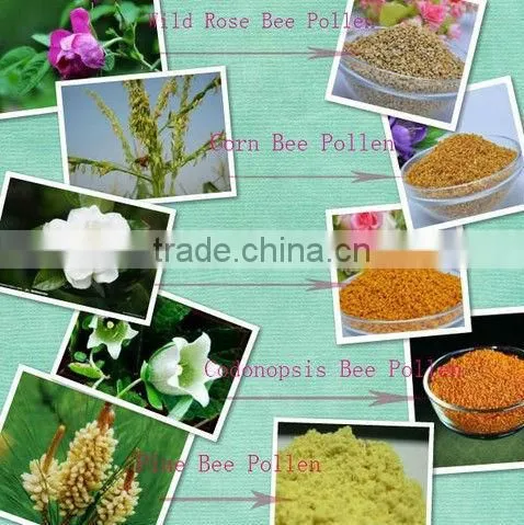 High quality yellow pure rape bee flower pollen producer