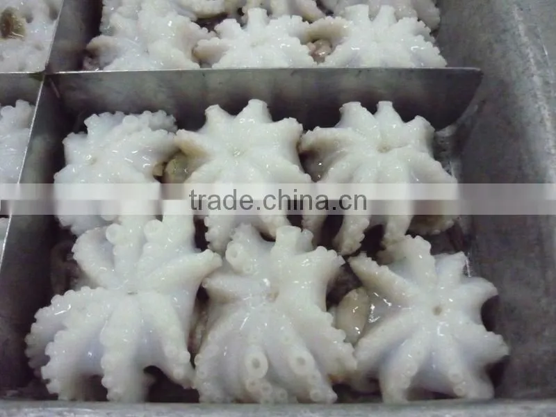 Baby octopus/ frozen baby octopus