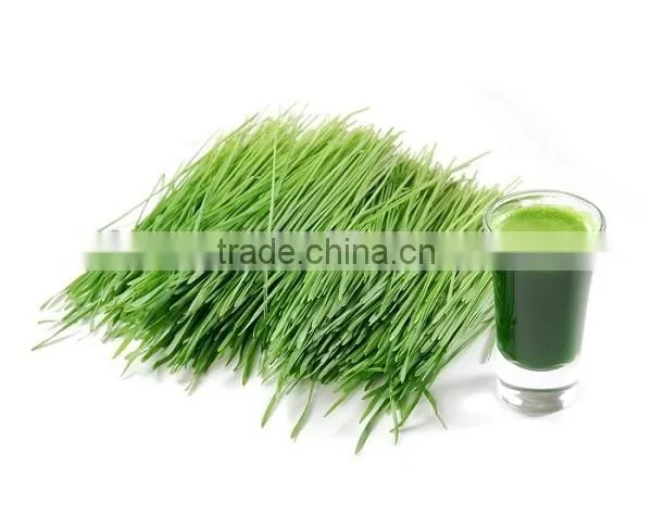 manual stainless steel healthy wheatgrass juicer / fruit juicer