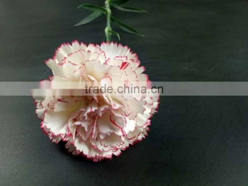 Wedding Decoration Centerpieces Fresh Cut Flower Carnation Exporting From Yunnan