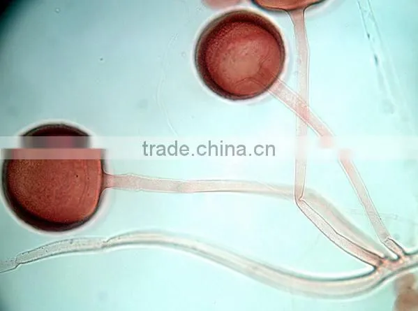Daphnia Algae slides for education medical science study