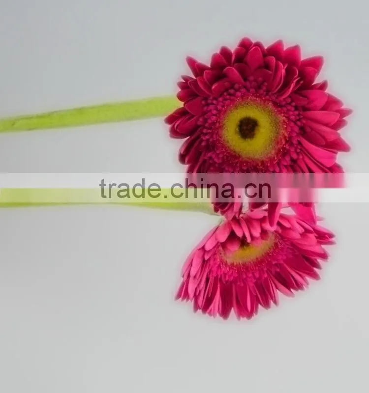 Fresh cut Purple Petal flower gerbera original place
