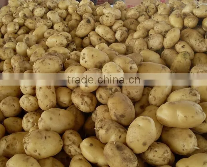 Potato/Carrot/Ginger Washer Peeler and Sorter|Onion Washing and Grading Machine