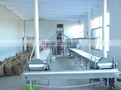 groundnut kernels peanuts