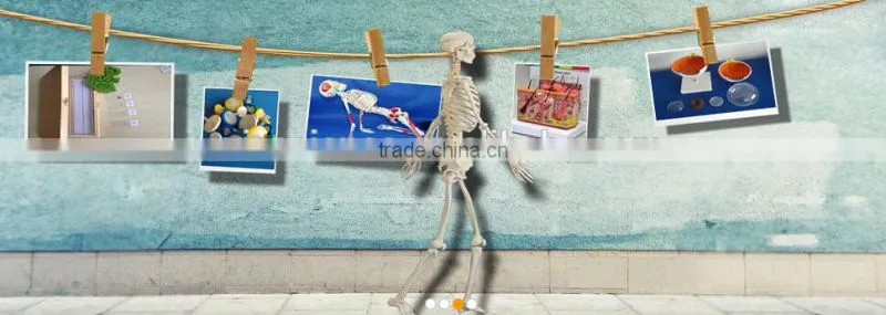 Stomach wall level model