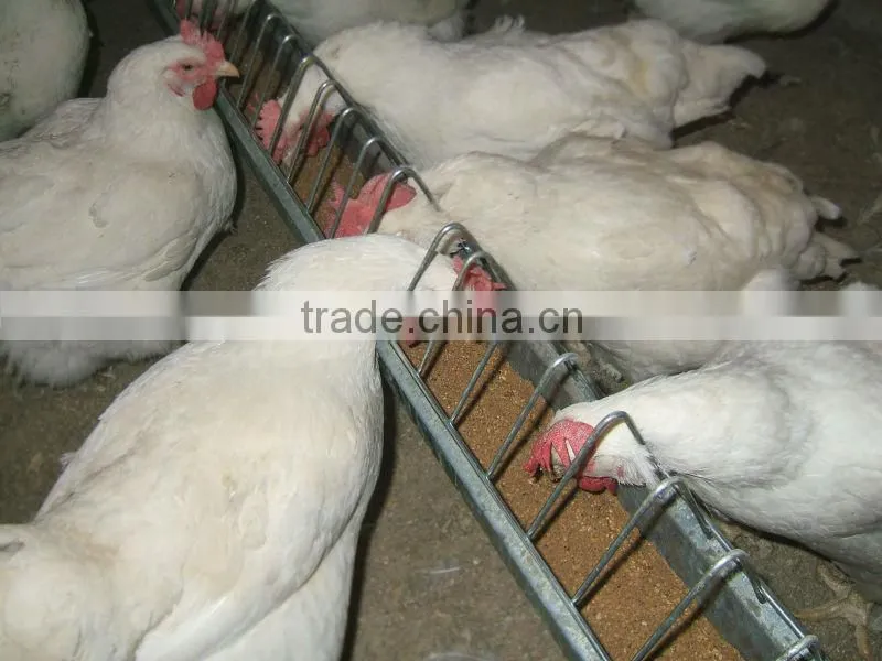 Chicken feed grill