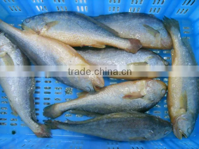 Frozen farm raised fish Yellow Croaker with high quality