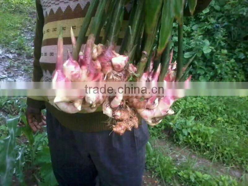 Best Quality Ginger for Sale