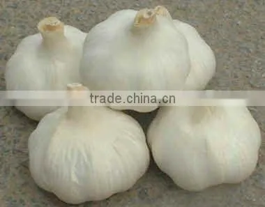 Fresh normal white garlic from cold store