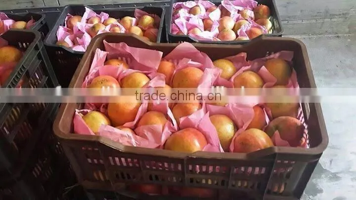 17 Ton / Container Of Fresh Pomegranates