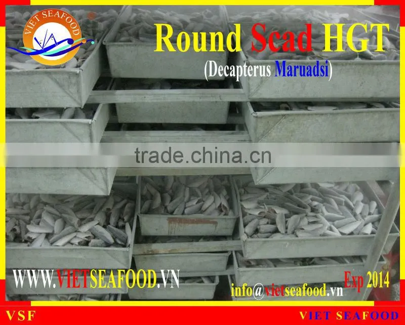 HGT FROZEN ROUND SCAD