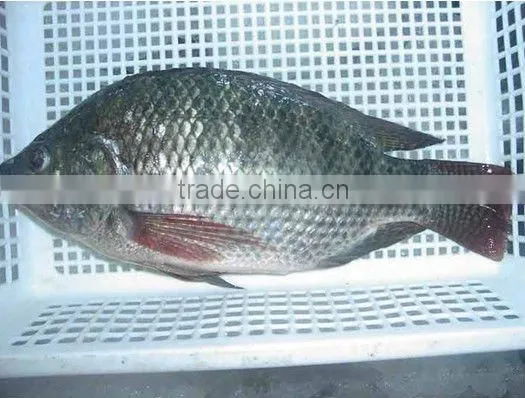 frozen tilapia mossambica gutted and scaled wr