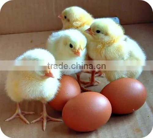 Galvanized welded anti-corrosion durable poultry farm automatic feeding system