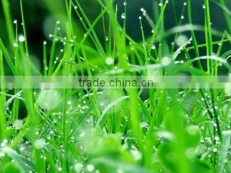 china made product 7085 satin self adhesive lamination pvc film, semi-matt cold lamination film