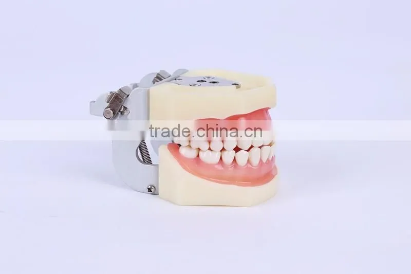 New Design Wholesale dental teaching model Standard Tooth Model of White Alundum Dentition Model