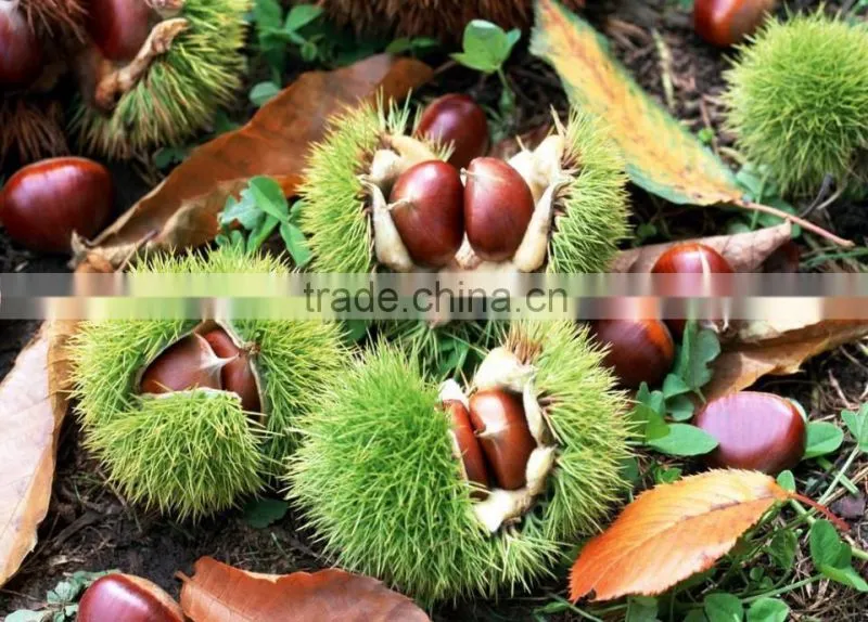 Chinese chestnut seedling