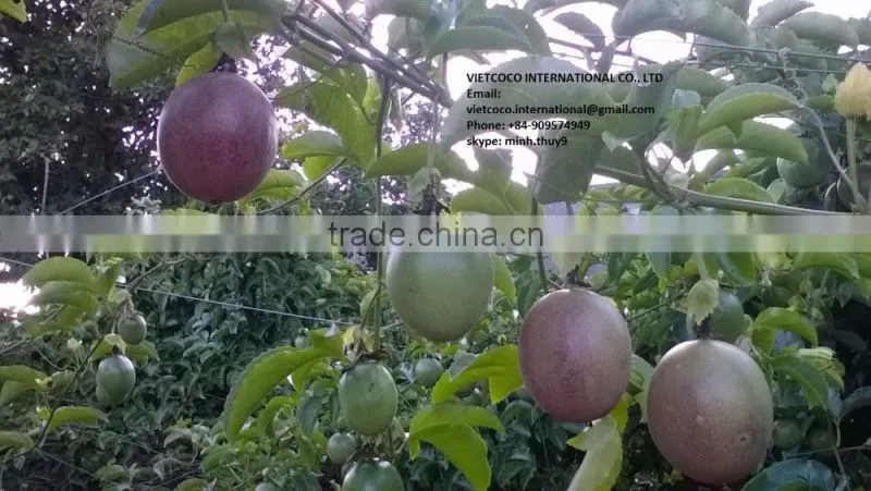 Fresh/frozen passion fruit