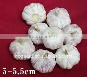 New crop fresh garlic(white skin,red skin,pure white)