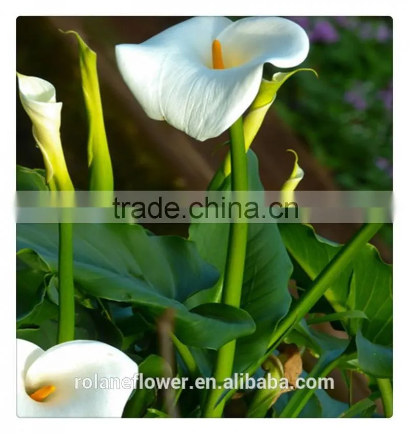 wholesale high quality beautiful cut white calla lily flower