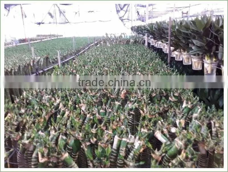 bucket shape lucky bamboo bonsai dracaena sanderiana indoor ornamental aquatic feng shui plants nursery garden decoration