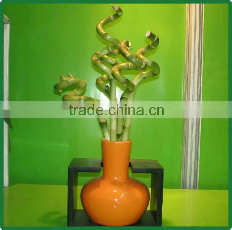 60cm spiral lucky bamboo air bonsai tree dracaena sanderiana indoor ornamental water aquatic plants garden decoration