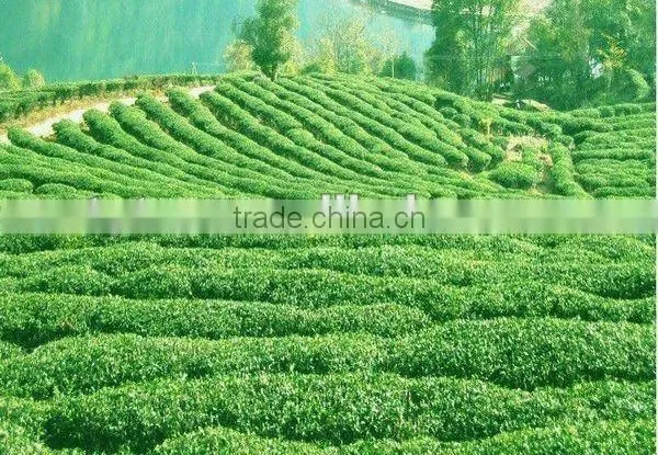 Hot sale chunmee tea