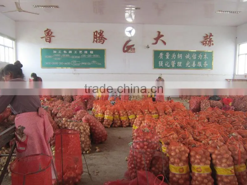 Fresh Onion Export to Dubai