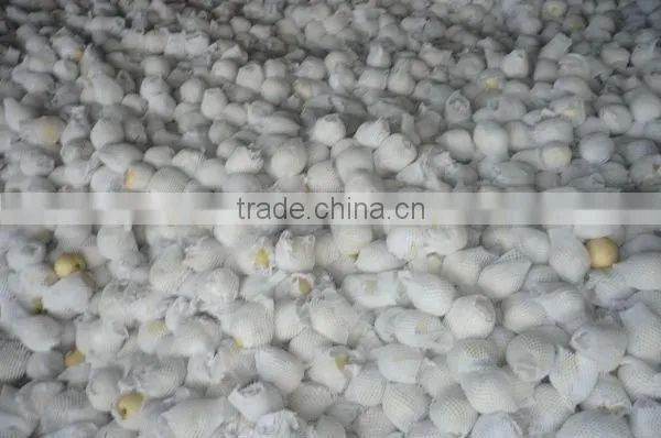 fresh ya pear&new crop&the most lowest price