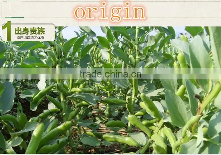 new premium food Salted Flavor Fried Broad Beans supplier Roasted Broad Bean Chips