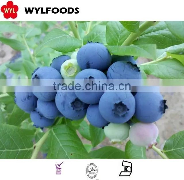 IQF frozen blueberry high quality hot sales