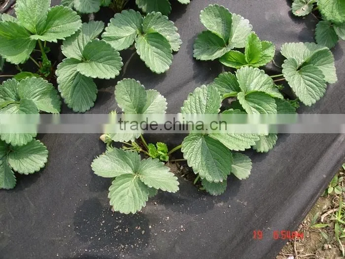 Wholesale 20-320cm Width Recyclable Landscape Fabric Agriculture Cover
