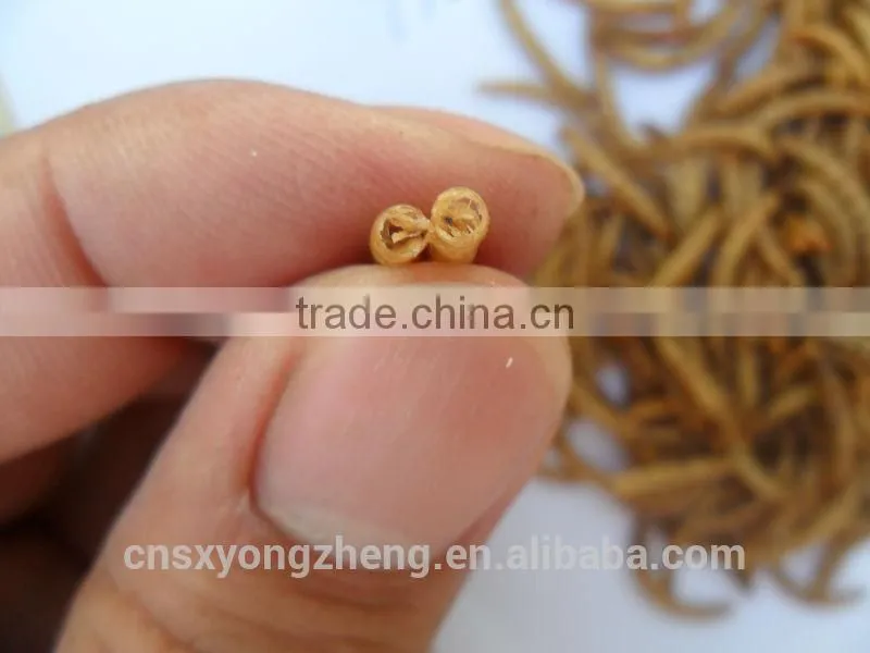 2.8 cm Chicken Feed Dried Mealworms;China Products Yellow Dired Mealworms