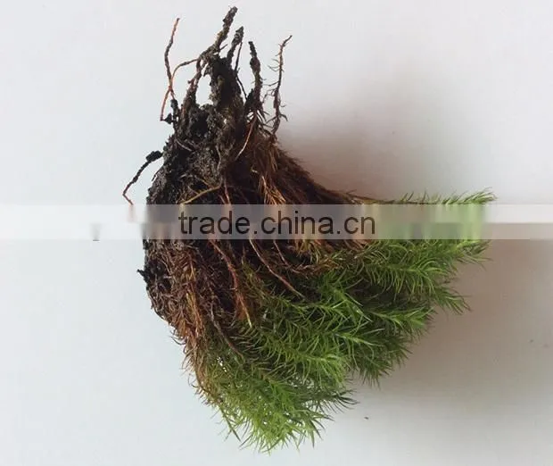 DIY accessories natural moss decorative green moss for micro landscape