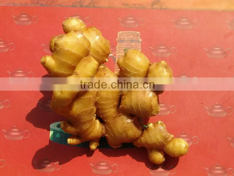 Supply 2014 new fresh ginger