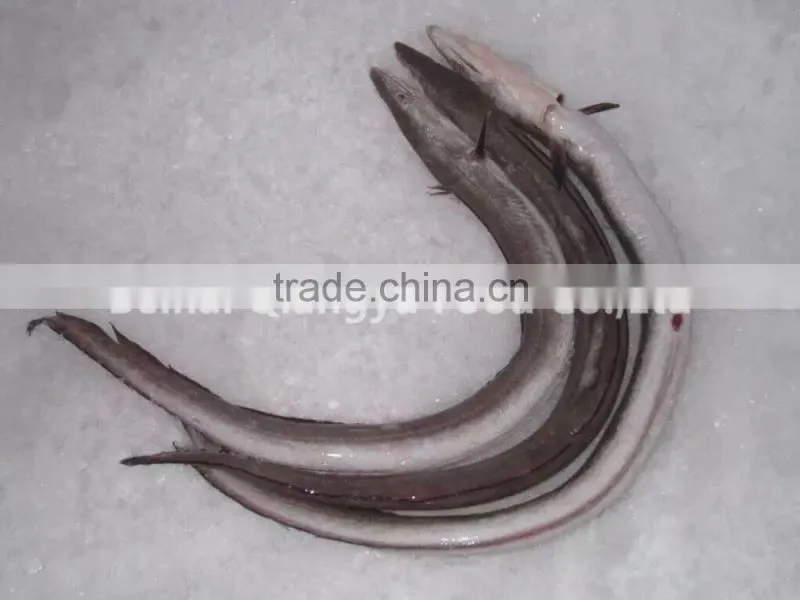 fresh frozen fish frozen eel fish