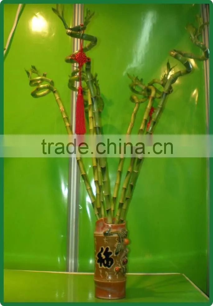60cm spiral lucky bamboo air bonsai tree dracaena sanderiana indoor ornamental water aquatic plants garden decoration