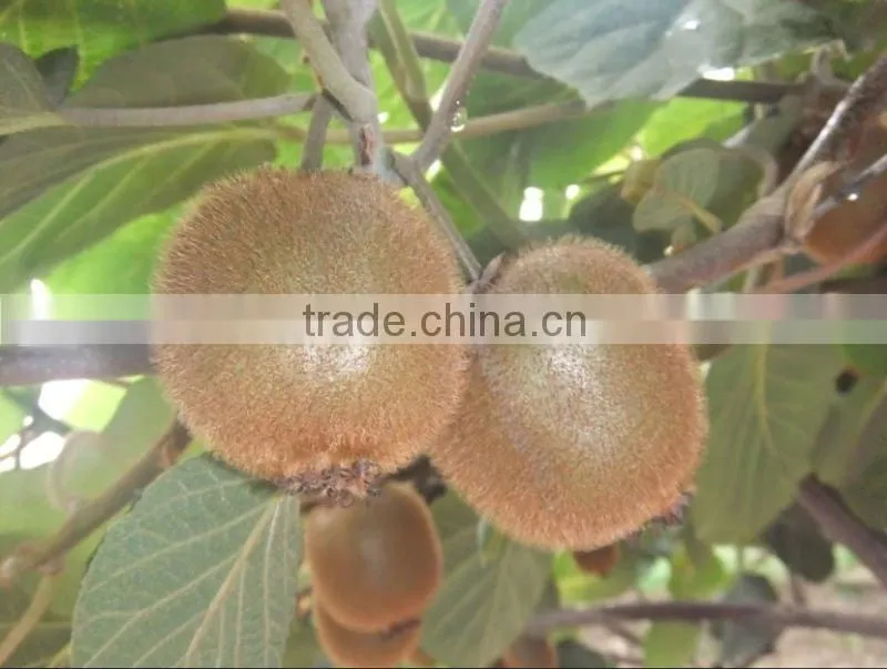 super kiwi fruit