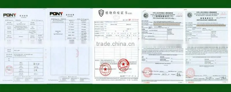 moxa wool(15:1) for moxibustion with best quanlity and large supply