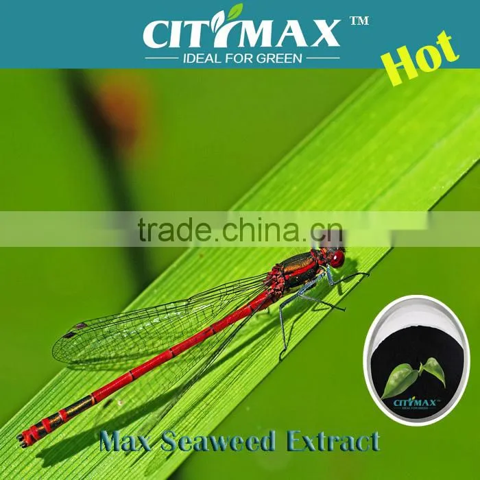 seaweed extract powder