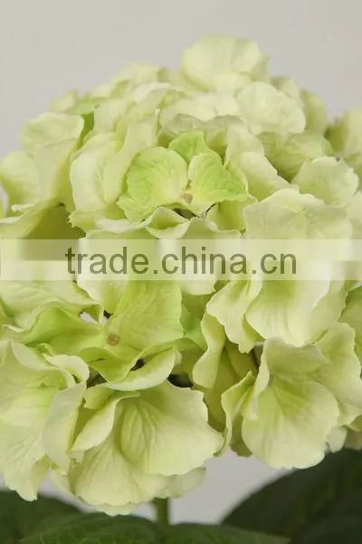 stable supplying high quality variegate color corn husks flowers