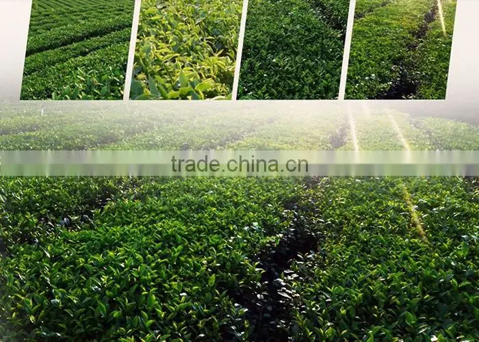 New Product China Tradition al Jasmine Tea