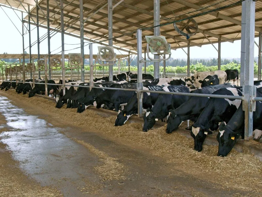 farm3.jpg.webp