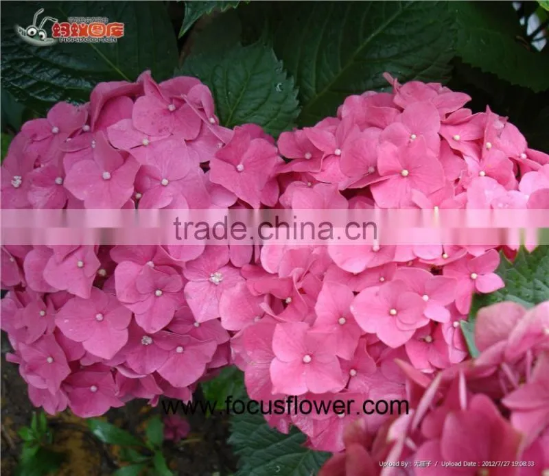 Names Of Flowers Fresh Cut Flowers Hydrangea With Competitive Price