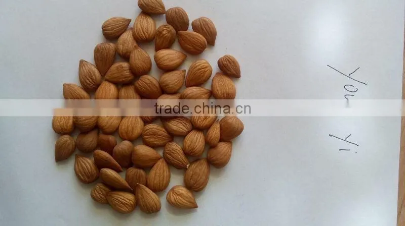 China Origin Bitter Apricot Kernels with for Sales