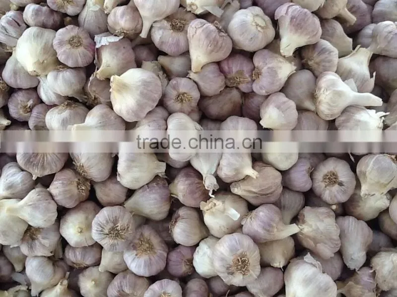 Garlic