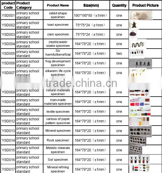 3D primary school standard clam specimen for biology teaching