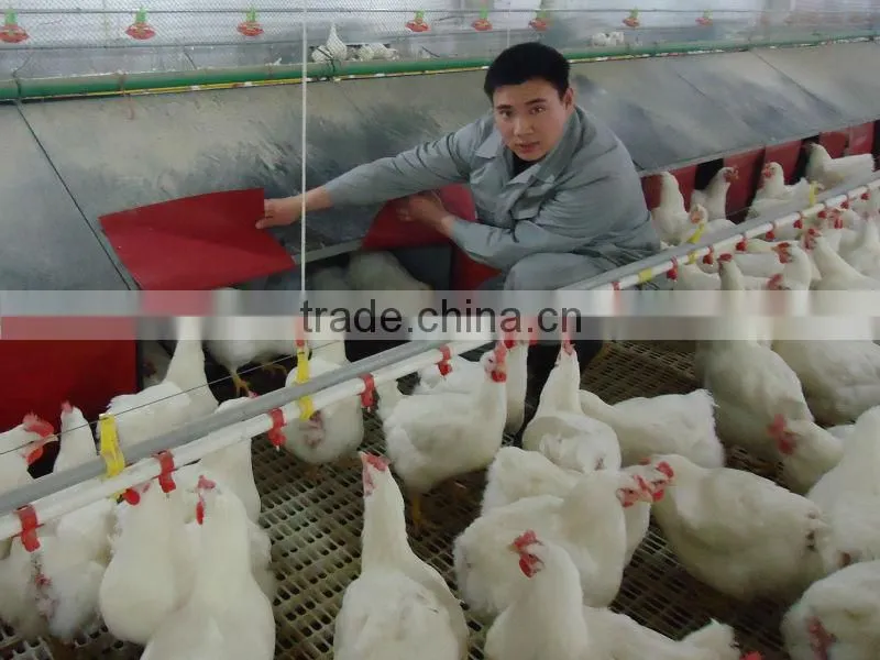 automatic poultry nipple watering system