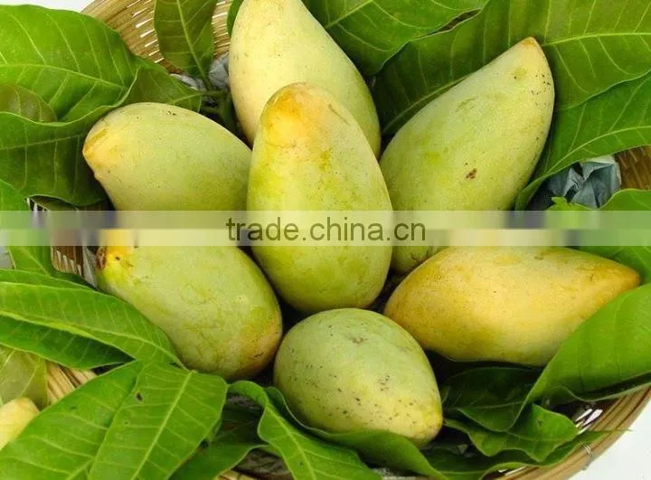 Vietnam's Fresh Mango / Mango Hoa Loc