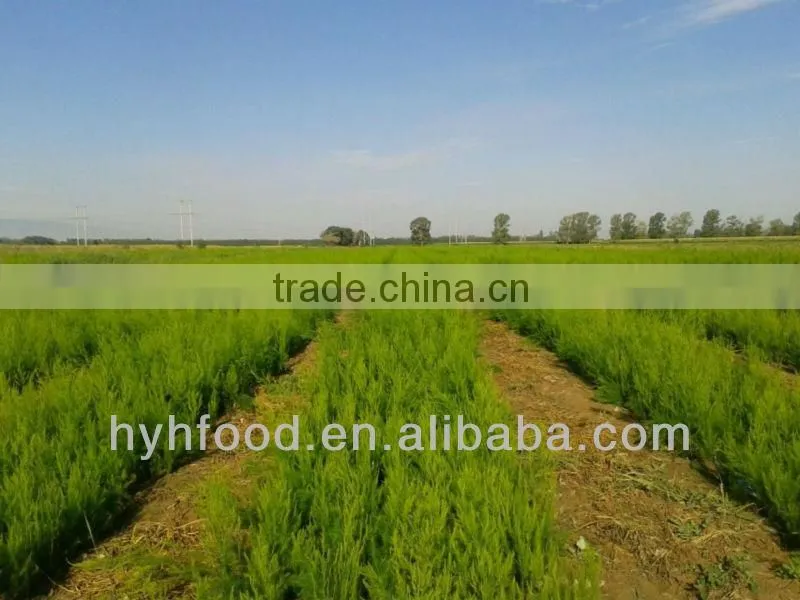 Fresh Frozen Green Asparagus